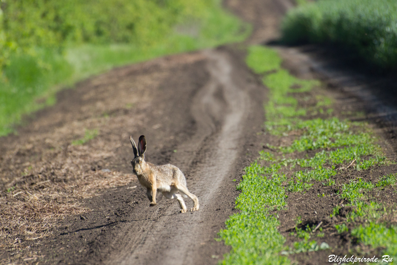 Зайчики дорожке траве и солнечные по бегут. Заяц Русак бежит. Заяц убегает. Заяц бежит по дороге. Зайцы бегуны.